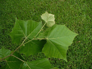 American Sycamore Platanus occidentalis Moon Tree 50 Seeds Free Shppng