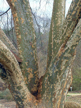 Load image into Gallery viewer, Chinese Elm Ulmus parvifolia 20 Seeds