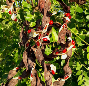 Red Sandalwood Adenanthera pavonina 20 Seeds