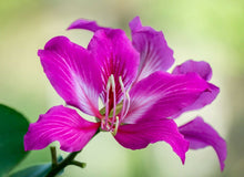 Load image into Gallery viewer, Orchid Tree Bauhinia variegata 20 Seeds