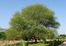 Load image into Gallery viewer, Gum Arabic Tree Acacia nilotica 20 Seeds