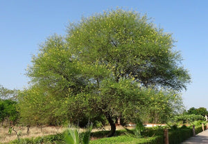 Gum Arabic Tree Acacia nilotica 20 Seeds