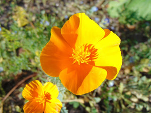 California Poppy Eschscholzia californica 20 Seeds