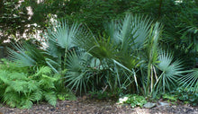 Load image into Gallery viewer, Dwarf Palmetto  Sabal minor  200 Seeds