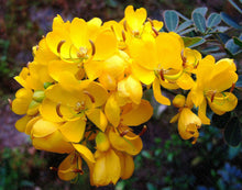 Load image into Gallery viewer, Golden Cassia Senna surattensis 50 Seeds