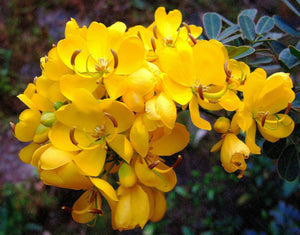 Golden Cassia Senna surattensis 50 Seeds