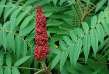 Load image into Gallery viewer, Smooth Sumac Rhus glabra 50 Seeds