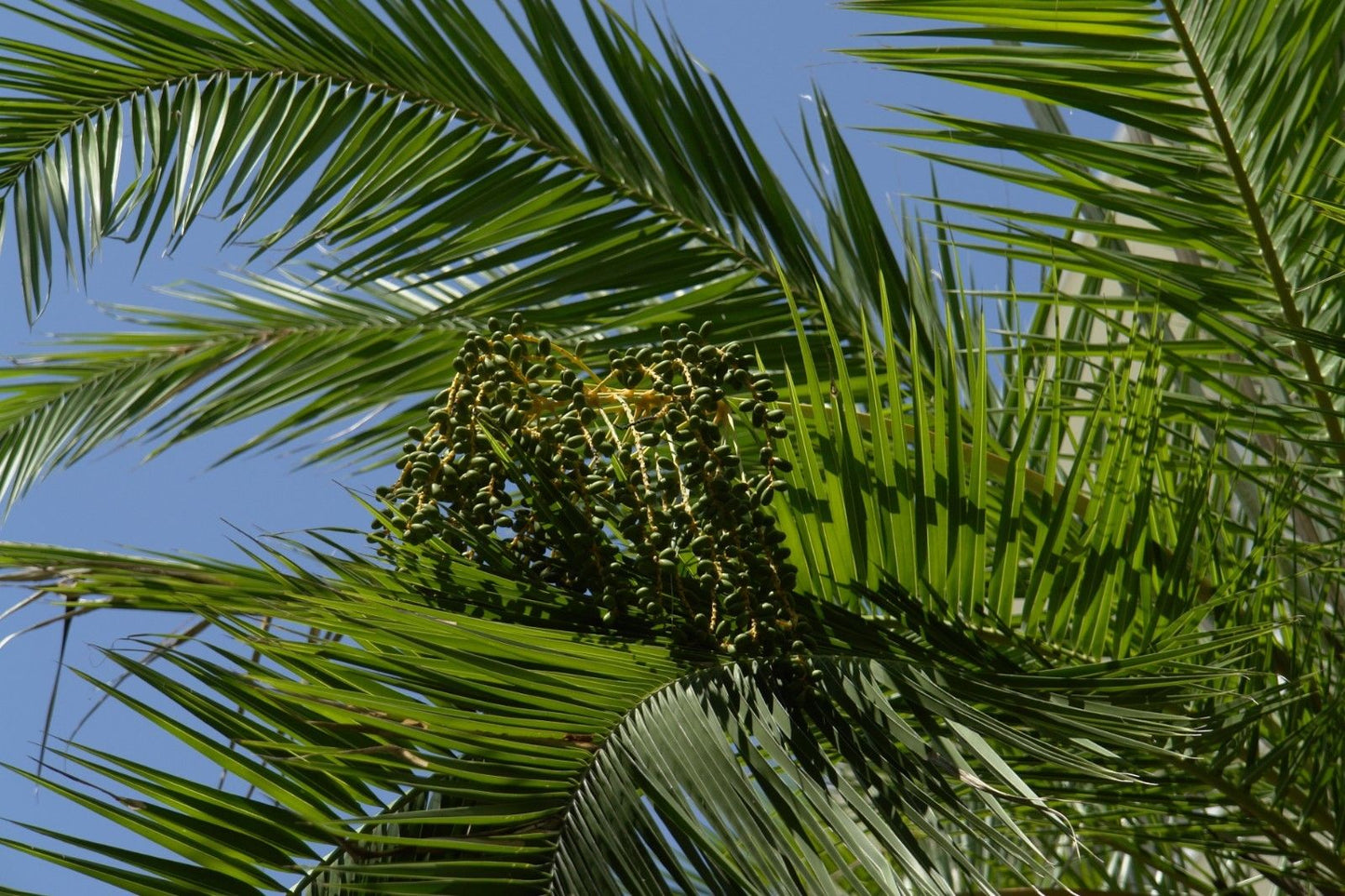 Senegal Date Palm Phoenix reclinata 100 Seeds  USA Company