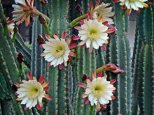 Load image into Gallery viewer, Peruvian Apple Cactus Cereus repandus 30 Seeds