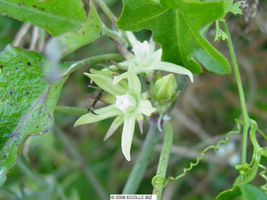 Milkweed Vine Latex Plant Morrenia odorata 20 Seeds