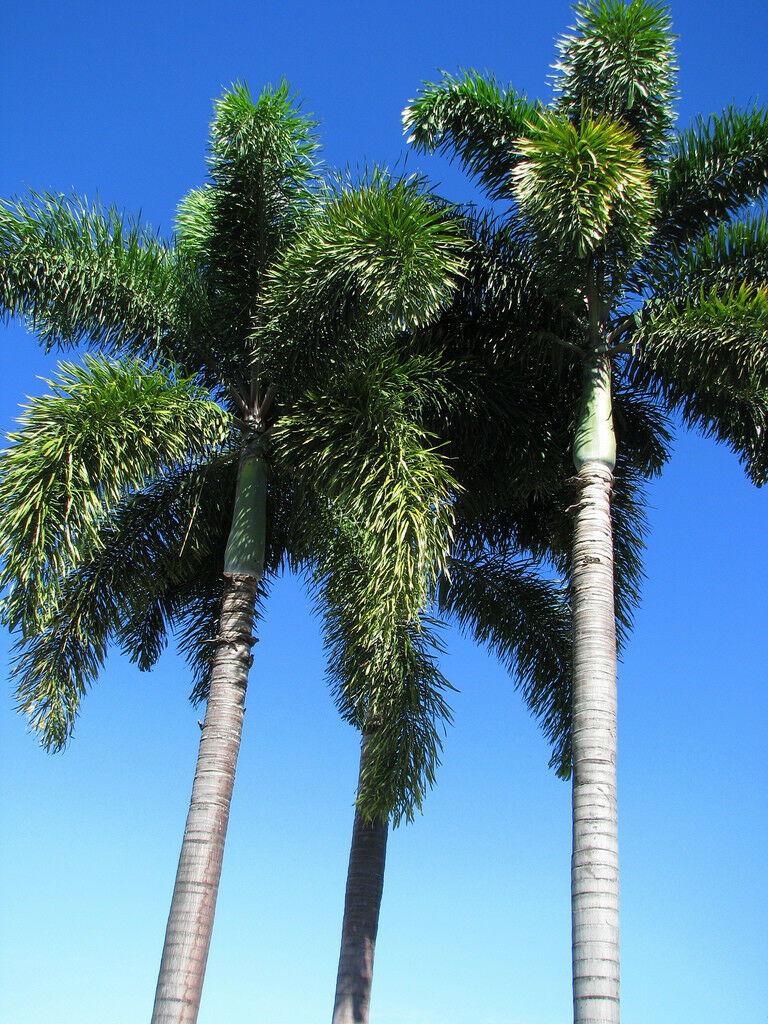 Foxtail Palm Wodyetia bifurcata 10 Seeds  USA Company