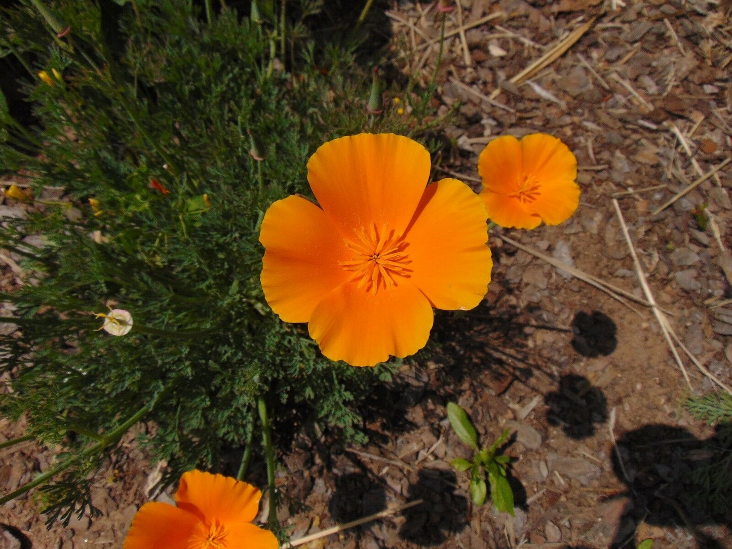 California Poppy Eschscholzia californica 1000 Seeds  USA Company