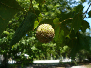 American Sycamore Platanus occidentalis Moon Tree 50 Seeds