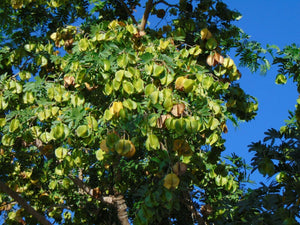 Verawood Bulnesia arborea 20 Seeds