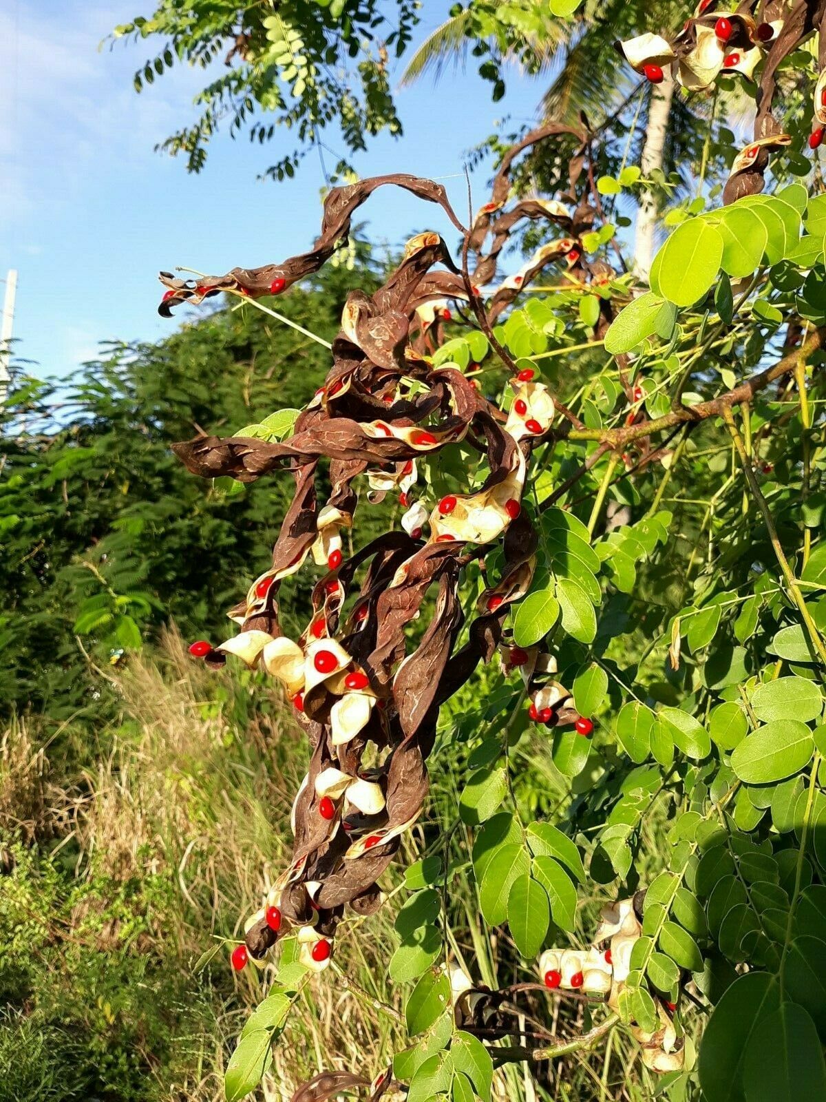 Bulk Red Sandalwood Sapling Wholesale Nursery, Tamilnadu, India