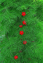 Load image into Gallery viewer, Hummingbird Vine Cypress Vine Ipomoea quamoclit 20 Seeds