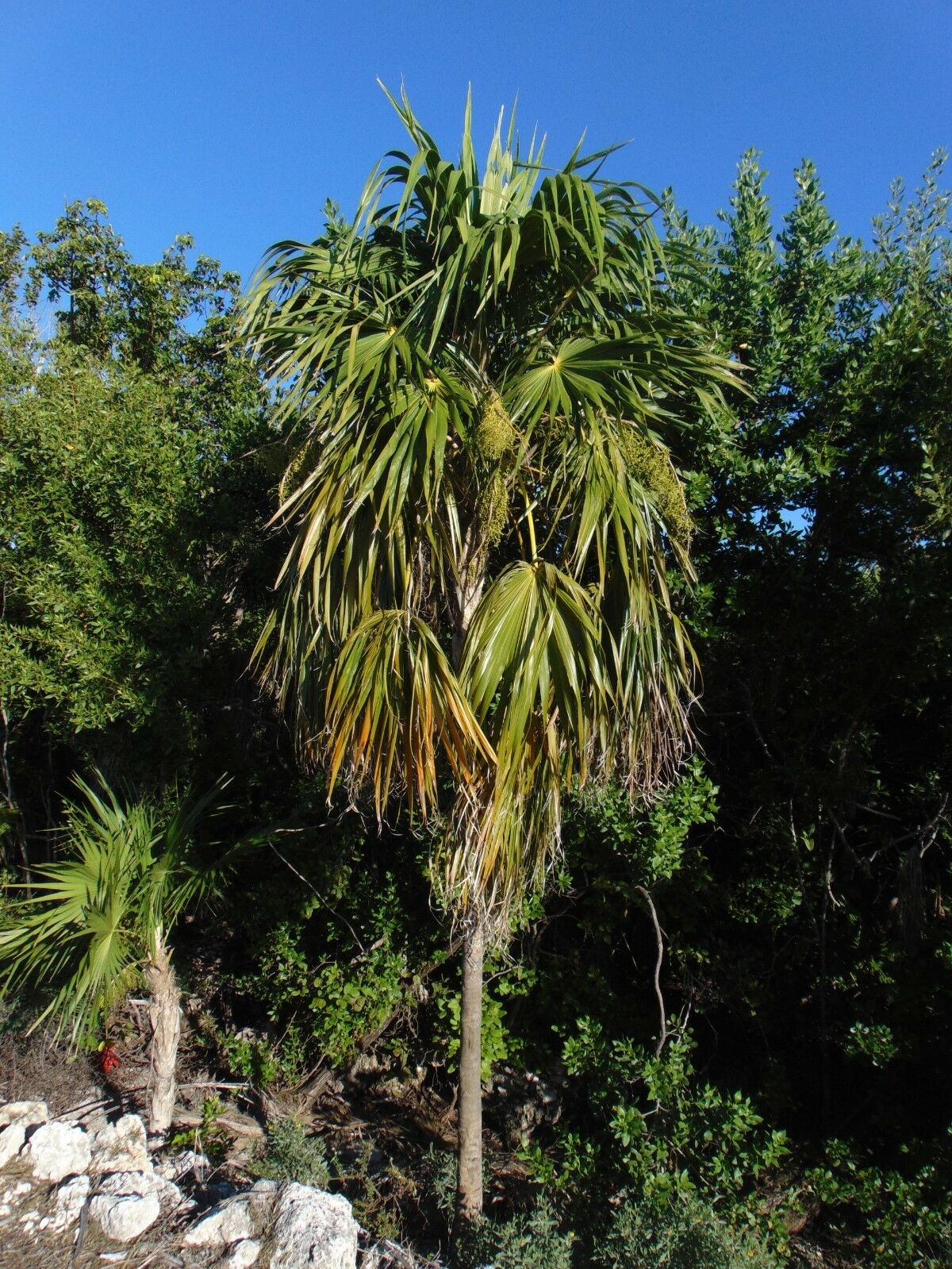 Florida Thatch Palm Thrinax radiata 20 Seeds  USA Company