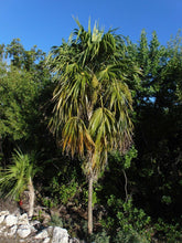 Load image into Gallery viewer, Florida Thatch Palm Thrinax radiata 20 Seeds