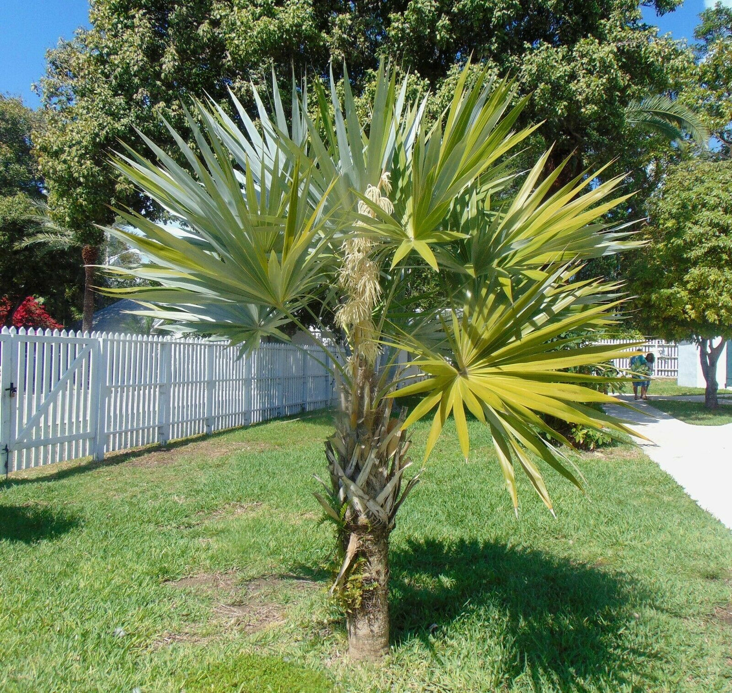 Key Thatch Palm Thrinax morrisii 20 Seeds  USA Company