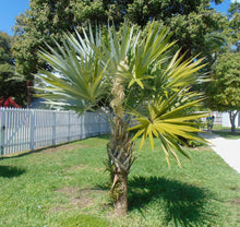Load image into Gallery viewer, Key Thatch Palm Thrinax morrisii 20 Seeds