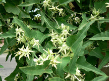 Load image into Gallery viewer, Milkweed Vine Latex Plant Morrenia odorata 20 Seeds