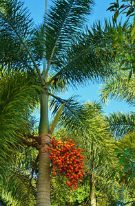 Foxtail Palm Wodyetia bifurcata 10 Seeds