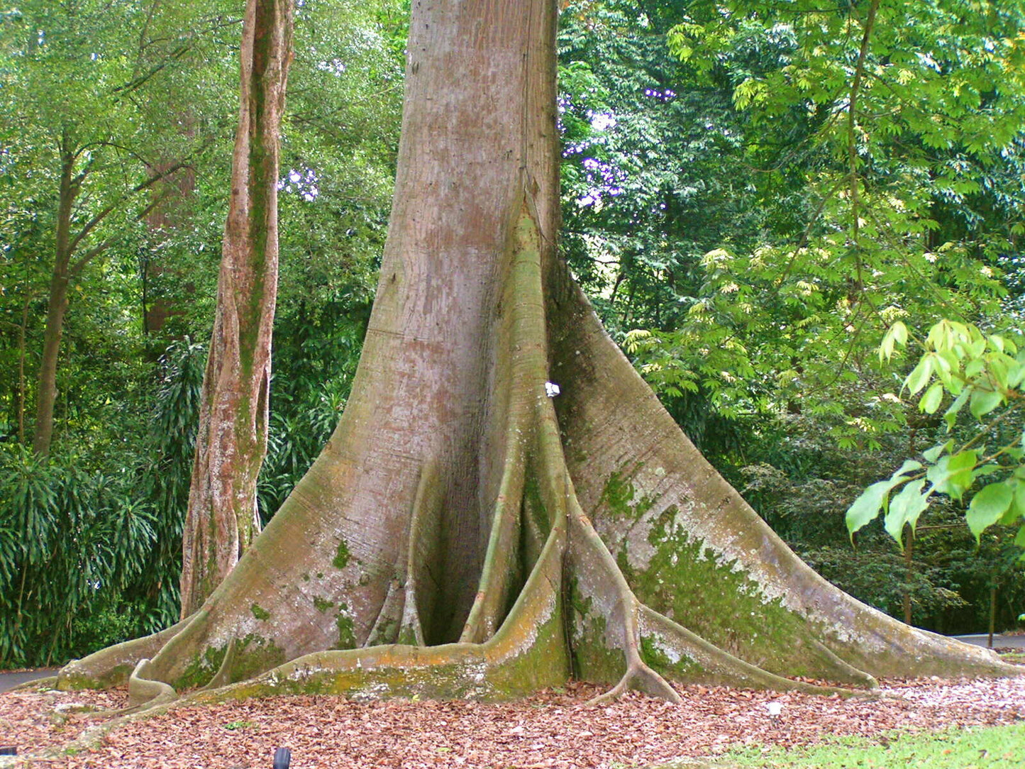 TREE, KAPOK , JAVA COTTON (Ceiba)