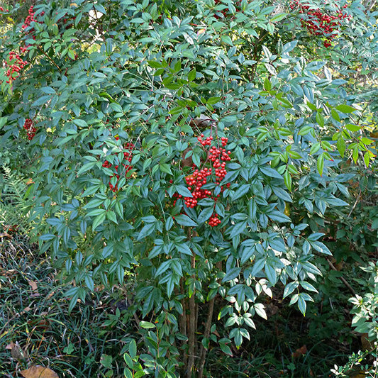 Heavenly Bamboo  100 Seeds  Nandina domestica