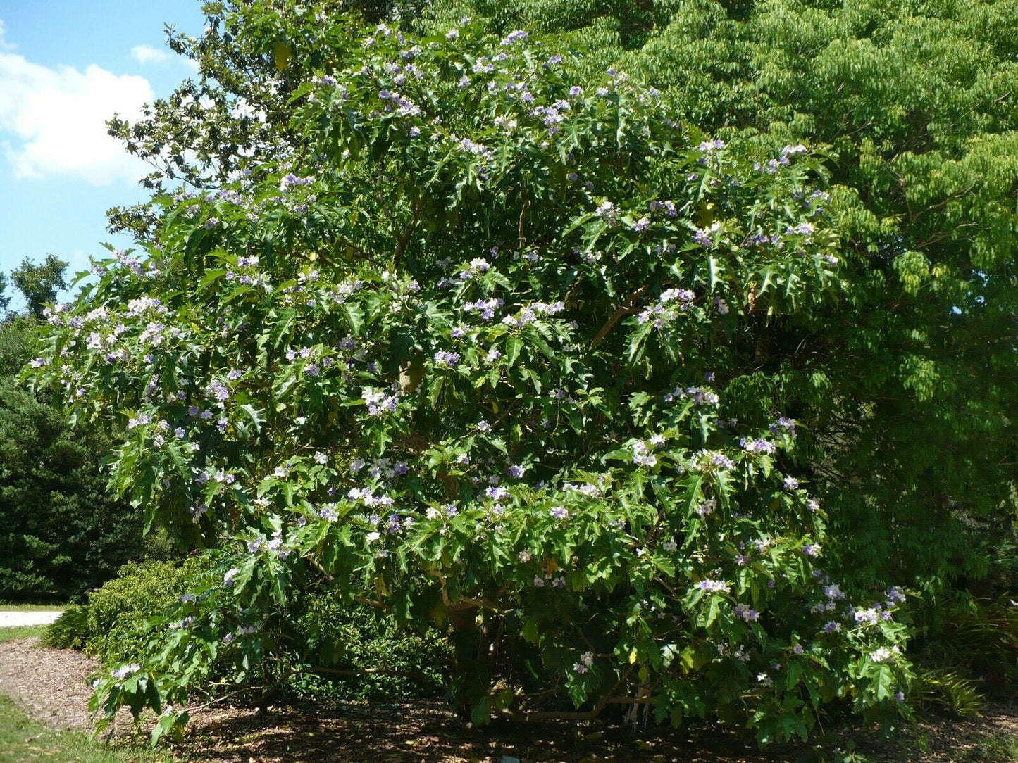 Giant Star Potato Tree Solanum macranthum 20 Seeds  USA Company