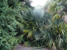 Load image into Gallery viewer, Dwarf Palmetto  Sabal minor  200 Seeds