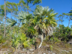 Key Thatch Palm Thrinax morrisii 20 Seeds