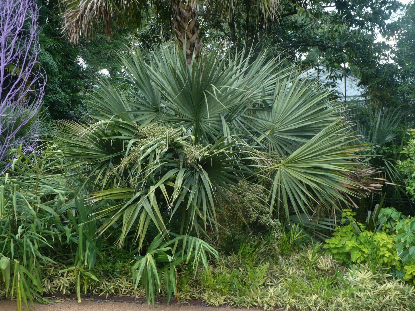 Dwarf Palmetto Sabal minor 100 Seeds  USA Company