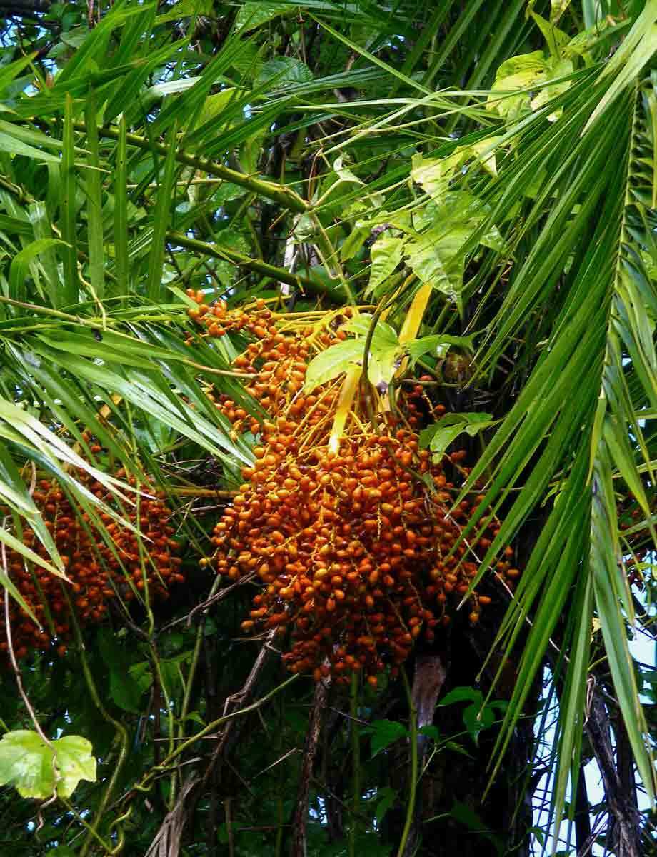 Senegal Date Palm Phoenix reclinata 100 Seeds  USA Company