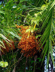 Senegal Date Palm Phoenix reclinata 20 Seeds