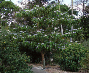 Giant Star Potato Tree Solanum macranthum 20 Seeds