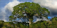 Load image into Gallery viewer, Kapok Tree Silk Cotton Tree Ceiba pentandra 20 Seeds