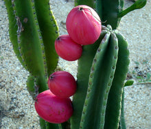 Load image into Gallery viewer, Peruvian Apple Cactus Cereus repandus 30 Seeds