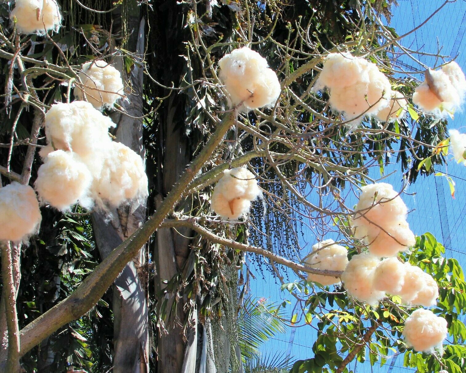 Kapok Tree Silk Cotton Tree Ceiba pentandra 20 Seeds USA Company R B Floridaseeds