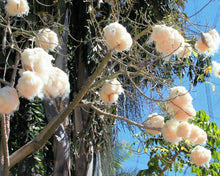 Load image into Gallery viewer, Kapok Tree Silk Cotton Tree Ceiba pentandra 20 Seeds