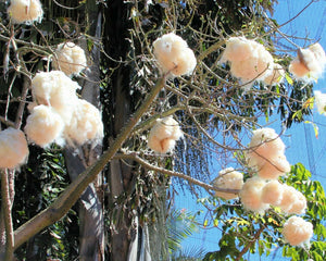 Kapok Tree Silk Cotton Tree Ceiba pentandra 20 Seeds