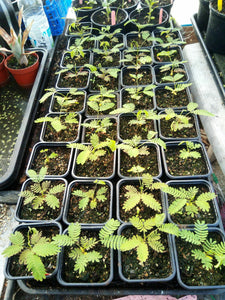 Silk Tree Mimosa Albizia julibrissin 20 Seeds
