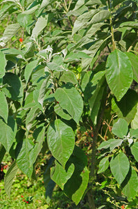 Potato Tree Solanum erianthum 200 Seeds