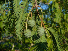 Load image into Gallery viewer, Dawn Redwood Metasequoia glyptostroboides 30 Seeds
