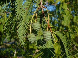 Dawn Redwood Metasequoia glyptostroboides 30 Seeds