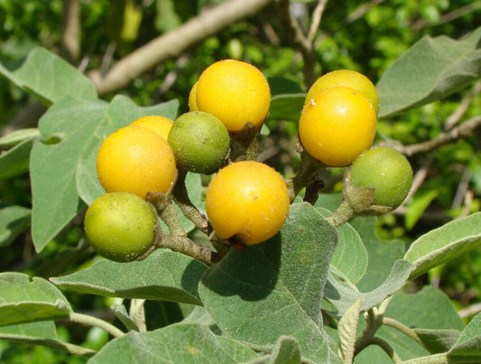 Potato Tree Solanum erianthum 200 Seeds  USA Company