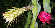 Load image into Gallery viewer, Night-Blooming Cereus Dragon Fruit Hylocereus undatus 20 Seeds