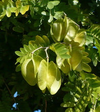 Load image into Gallery viewer, Verawood Bulnesia arborea 20 Seeds