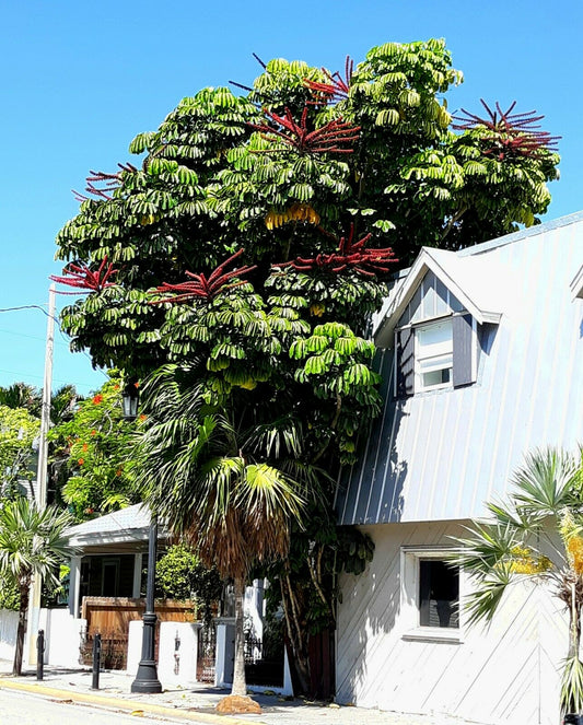 Octopus Tree 10 Umbrella Tree Schefflera actinophylla  USA Company