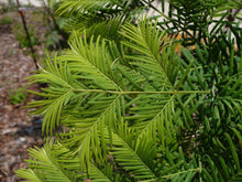 Load image into Gallery viewer, Dawn Redwood Metasequoia glyptostroboides 30 Seeds