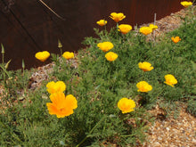 Load image into Gallery viewer, California Poppy Eschscholzia californica 20 Seeds